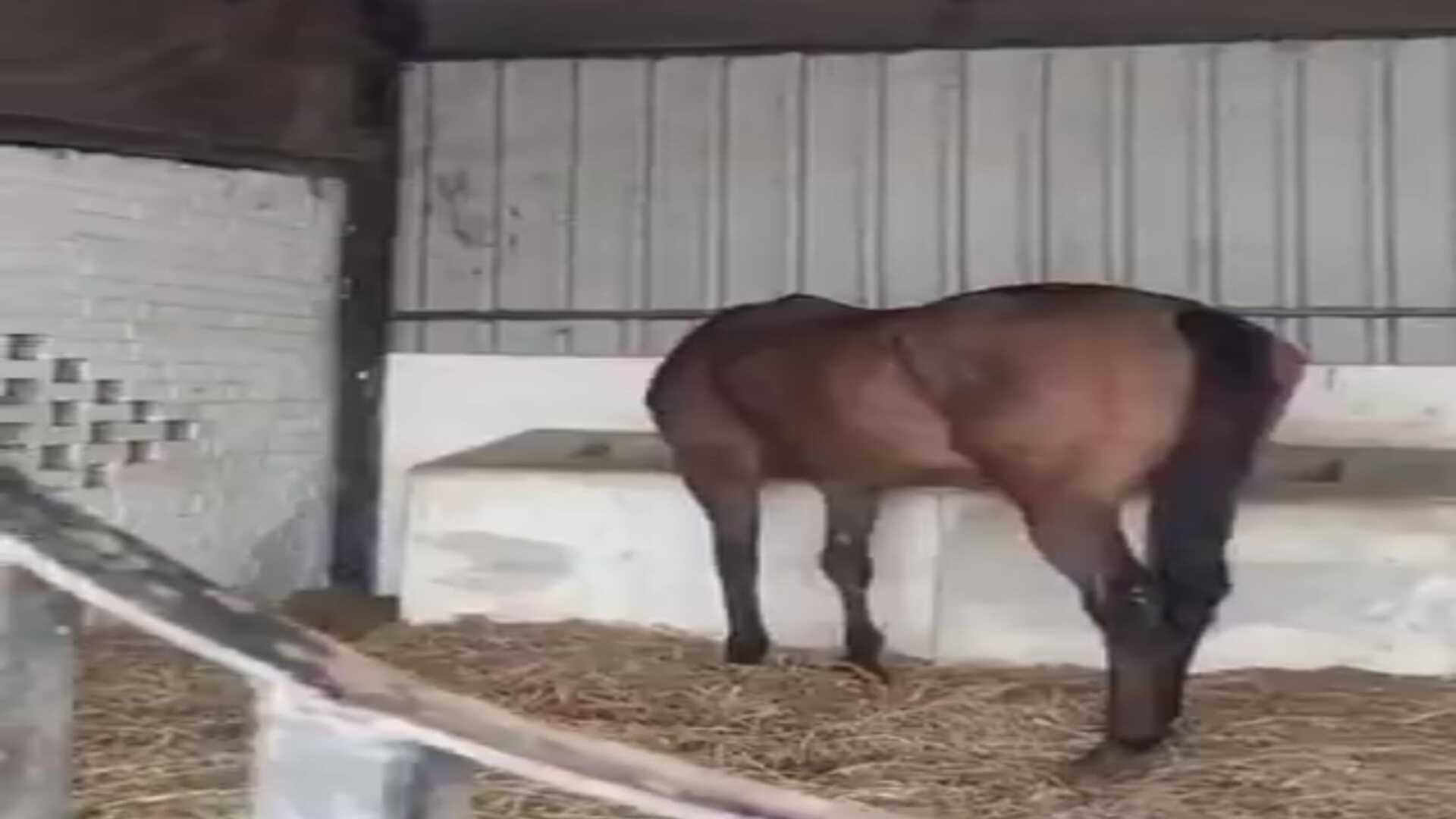 गोंडा में जन्मदिन पर करोड़ों के घोड़ों की भेंट, बृजभूषण शरण सिंह को मिला हरियाणा से ढाई करोड़ का घोड़ा